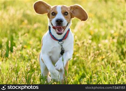 Dog running through green meadow in summer sun towards the camera.. Beagle dog running outdoors