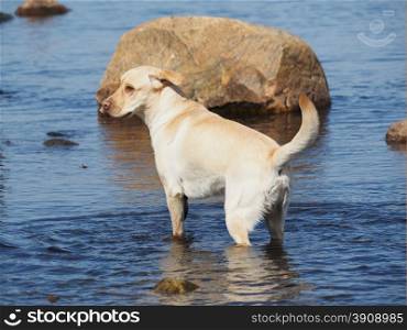 dog runs on water