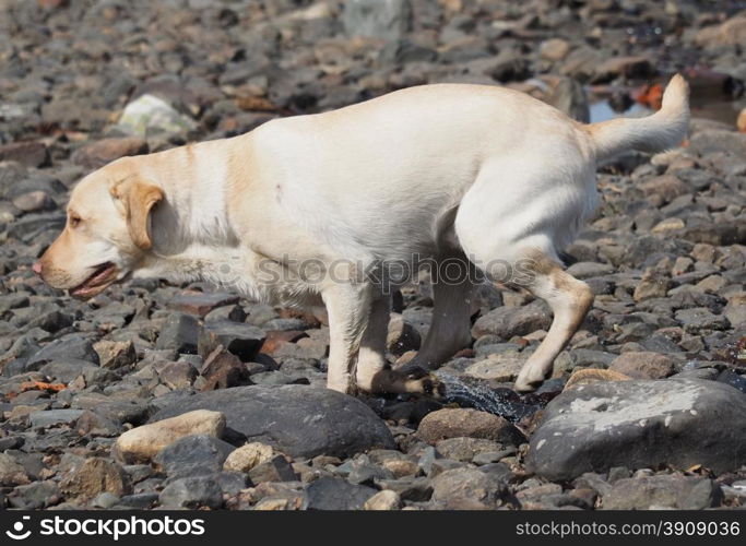 dog runs on water