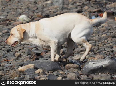 dog runs on water