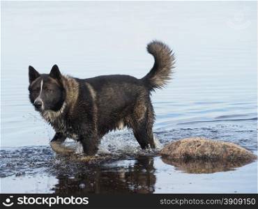 dog runs on water