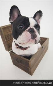 dog sitting in a box