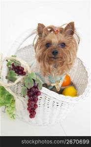 dog sitting in a fruit basket