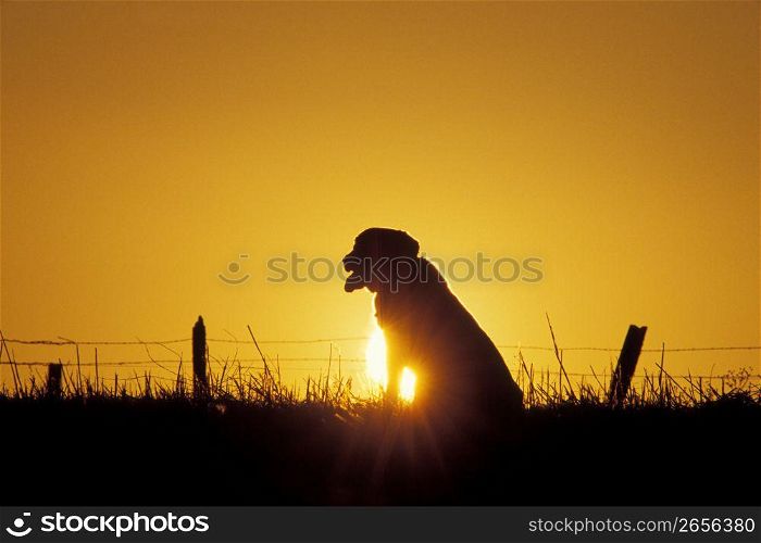 Dog sitting in field at sunset
