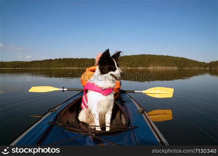 Dog sitting in the boat .lake Ladoga.Karelia,Skerries. Dog in a life jacket floating on the lake in a kayak .