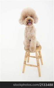 dog sitting on a chair