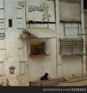 Dog sitting on a step under a shelter, Havana, Cuba