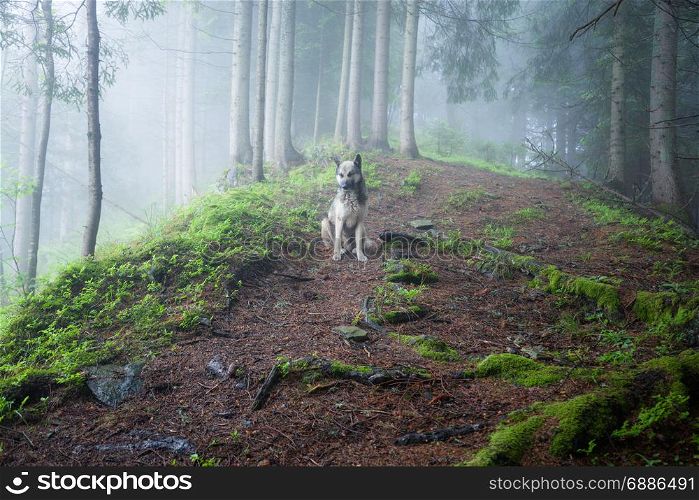 Dog sitting on the path in green foggy forest