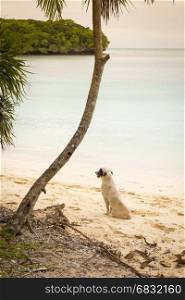 Dog sitting on the tropical beach at Isle of Pines, New Caledonia, South Pacific
