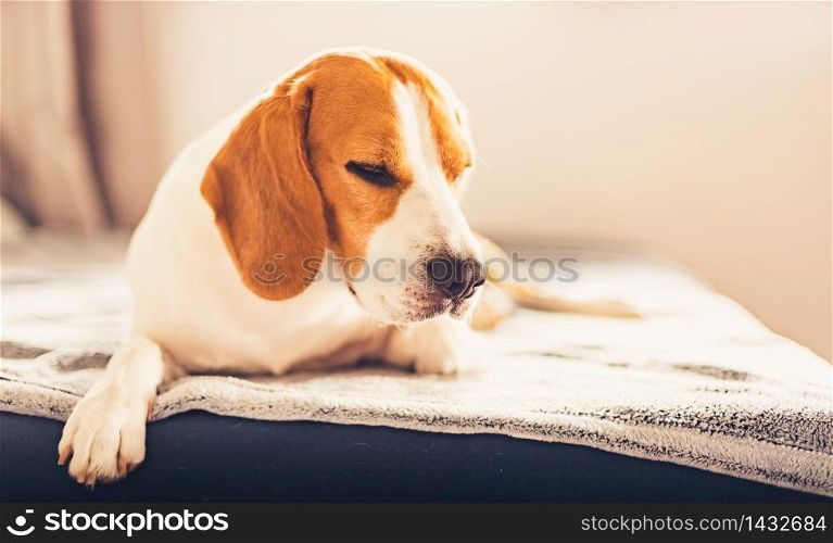 Dog sleep on sofa in bright room. Copy space portrait background. Dog sleep on sofa in bright room. Copy space