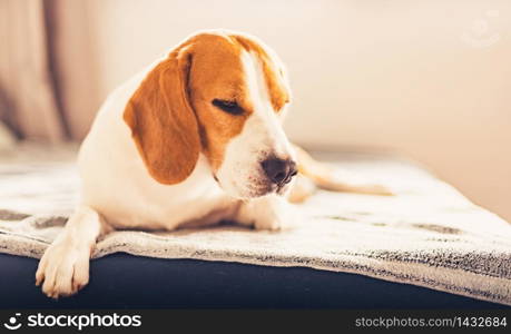 Dog sleep on sofa in bright room. Copy space portrait background. Dog sleep on sofa in bright room. Copy space