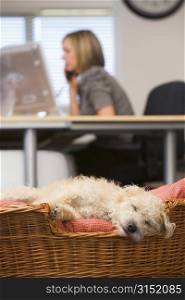Dog sleeping in home office with woman in background