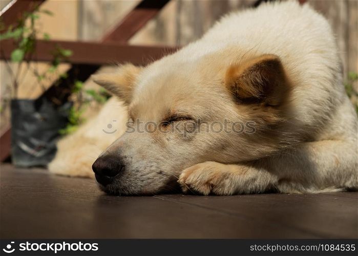 Dog sleeping in the morning sun.