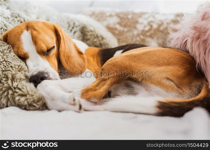Dog sleeping on a sofa beagle dog in house indoors background. Dog sleeping on a sofa beagle dog in house indoors