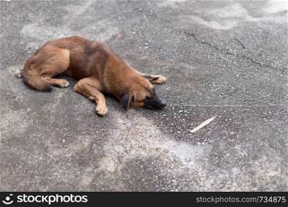 Dog sleeping on floor