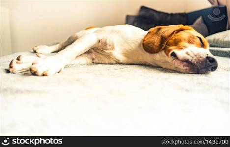 Dog sleeping on sofa in bright room on blanket. Copy space portrait background. Dog sleeping on sofa in bright room on blanket. Copy space