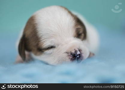 Dog sleeps on a blanket