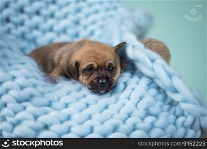Dog sleeps on a blanket