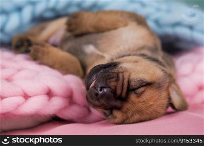 Dog sleeps on a blanket