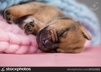 Dog sleeps on a blanket