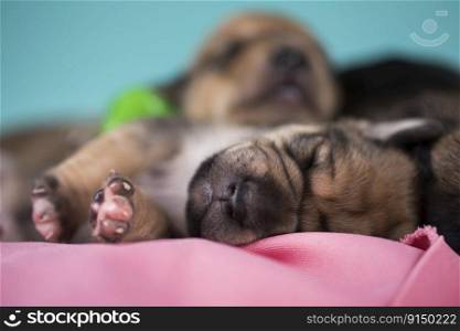 Dog sleeps on a pink blanket