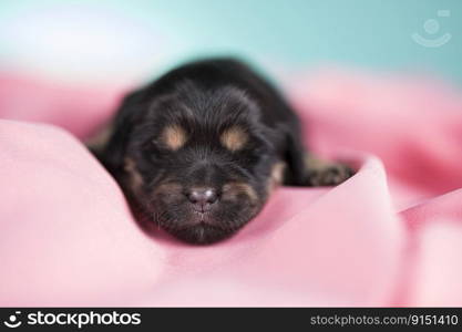 Dog sleeps on a pink blanket