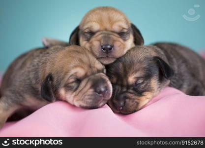 Dog sleeps on a pink blanket