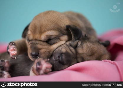 Dog sleeps on a pink blanket