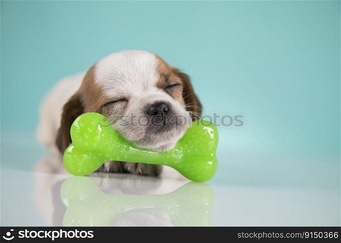 Dog sleeps with a rubber bone