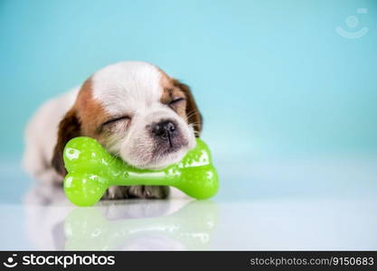 Dog sleeps with a rubber bone