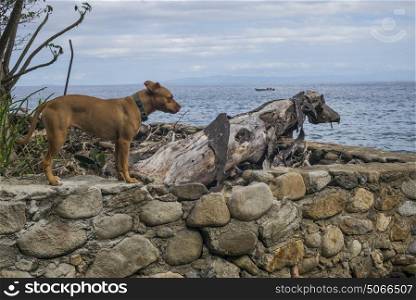 Dog standing at seashore, Yelapa, Jalisco, Mexico