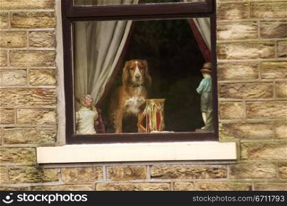 Dog standing in a window