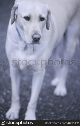 Dog standing in the road