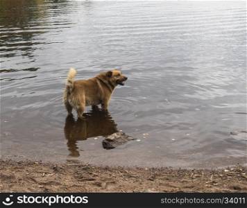 dog standing in water. Autumn cloudy day. Red dog standing in water