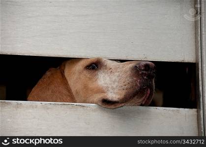 Dog sticking his head through a fence