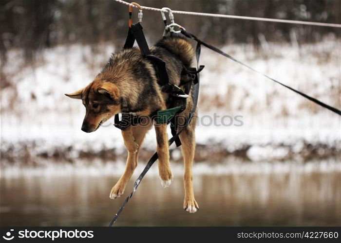 Dog tied up to the rope crossing the river