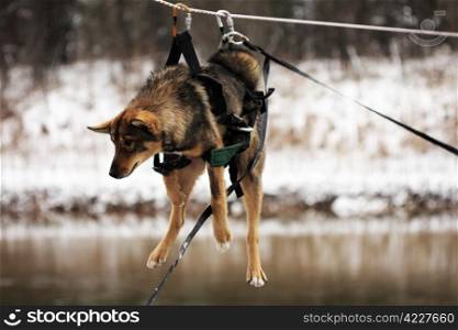 Dog tied up to the rope crossing the river