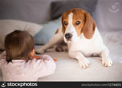 Dog tired lie on sofa. Baby play next to him. Beagle on carpet in sun.. Dog tired lie on sofa. Baby play next to him.