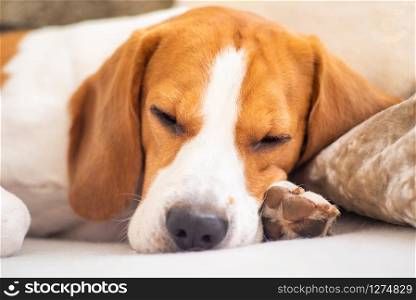 Dog tired sleeps on a couch. Funny pose, looking at camera. Beagle on sofa.. Dog tired sleeps on a couch, beagle on sofa.