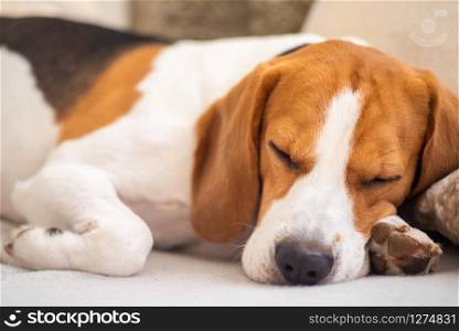 Dog tired sleeps on a couch. Funny pose, looking at camera. Beagle on sofa.. Dog tired sleeps on a couch, beagle on sofa.