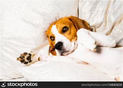 Dog tired sleeps on a couch. Lazy Beagle on sofa. Dog themed background.. Dog tired sleeps on a couch. Lazy Beagle on sofa.