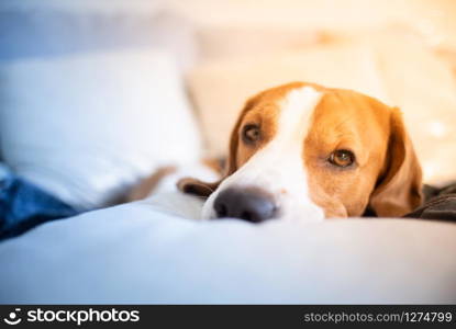 Dog tired sleeps on a couch, looking at camera. Beagle on sofa.. Dog tired sleeps on a couch, beagle on sofa.