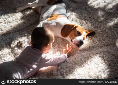 Dog tired sleeps on a floor. Baby reaching dogs head. Beagle on carpet in sun.. Dog tired sleeps on a floor. Baby playing in background. Baby reaching dogs head.