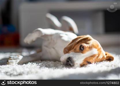 Dog tired sleeps on a floor. Funny pose, looking at camera. Beagle on carpet in sun.. Dog tired sleeps on a floor. Beagle on carpet in sun.