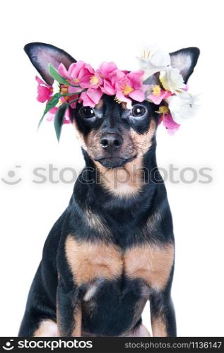 dog, Toy Terrier in a wreath of flowers . isolated