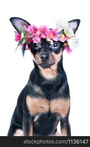 dog, Toy Terrier in a wreath of flowers . isolated