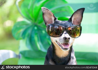 Dog, toy terrier in sunglasses is resting in a sun lounger. Summer holiday concept. 
