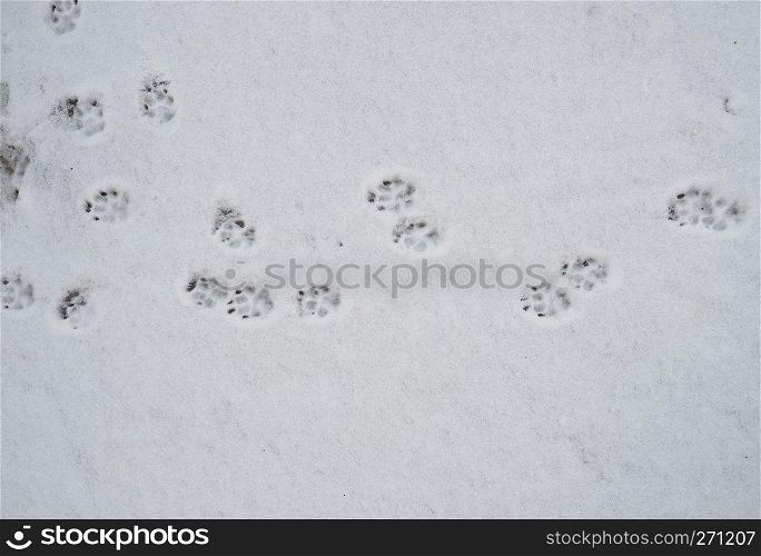 dog tracks on white snow, top vuew