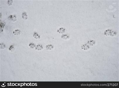 dog tracks on white snow, top vuew