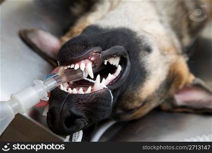 Dog under anesthesia